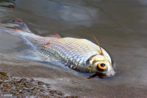 魚死掉|3种方法来判断鱼死没死